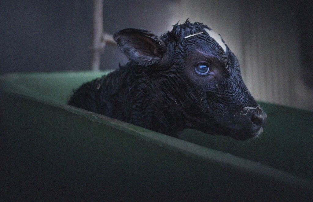 Bobby calf in wheelbarrow