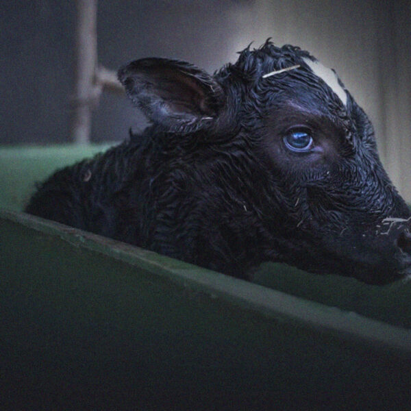 Bobby calf in wheelbarrow