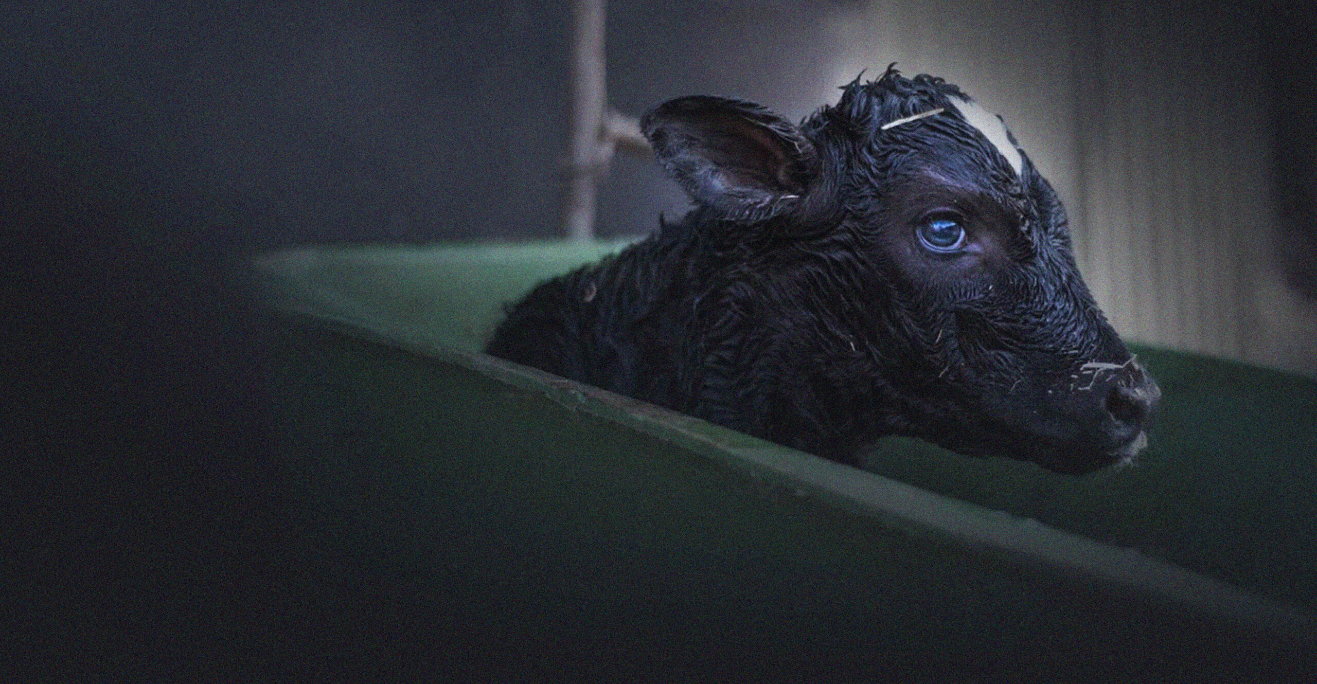 Bobby calf in wheelbarrow