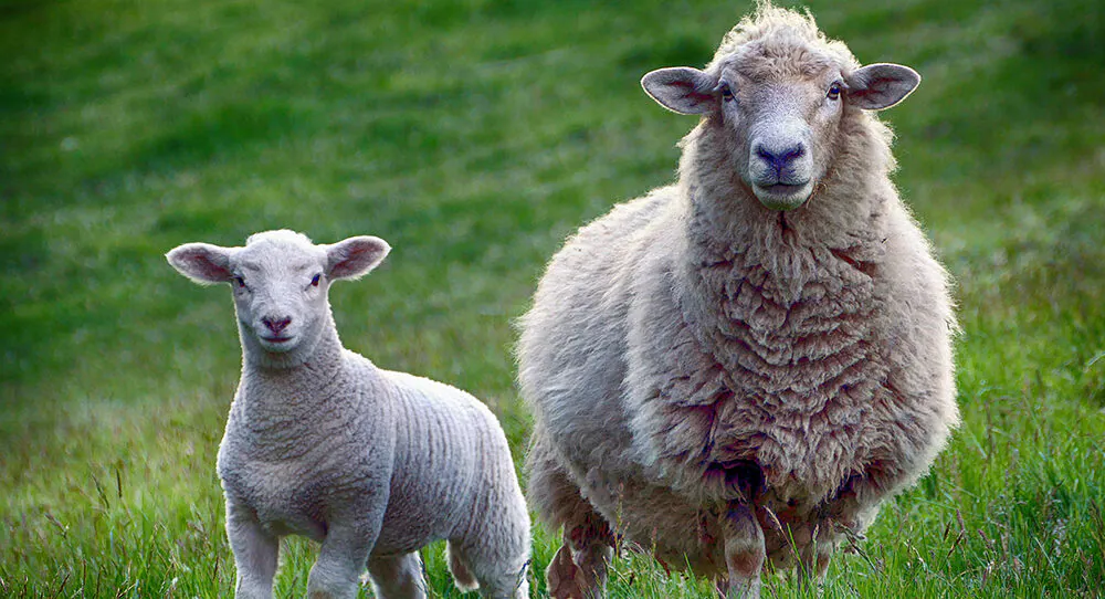 Sheep stand in grassy field
