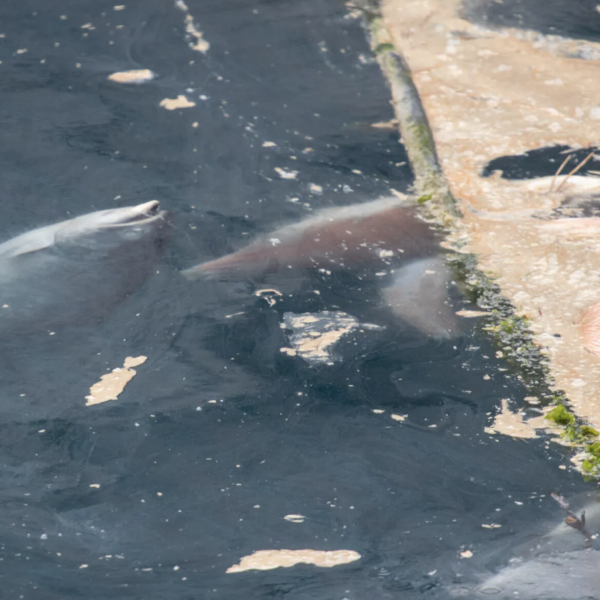 Dead salmon float in the water on salmon farm