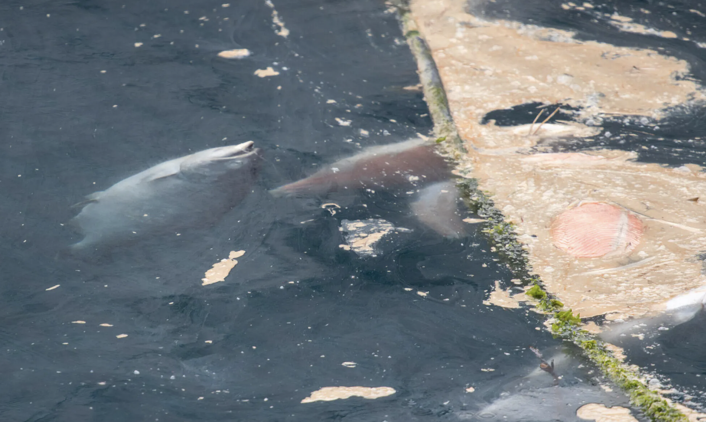 Dead salmon float in the water on salmon farm