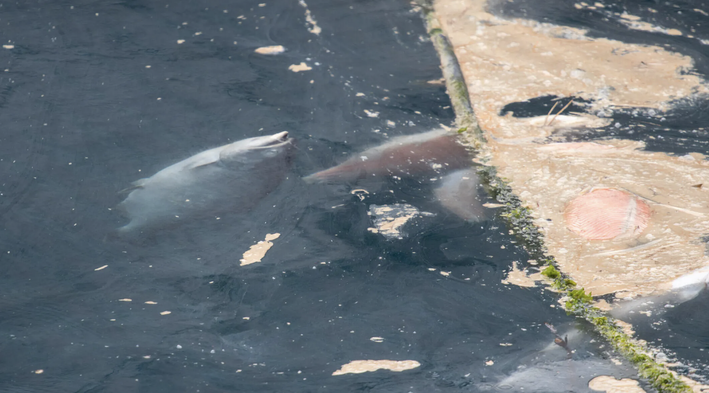 Dead salmon float in the water on salmon farm
