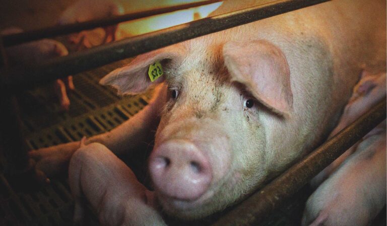 Mother pig in farrowing crate with piglets