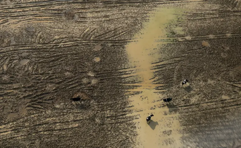 Wide angle Drone photograph of cattle on mud farm.