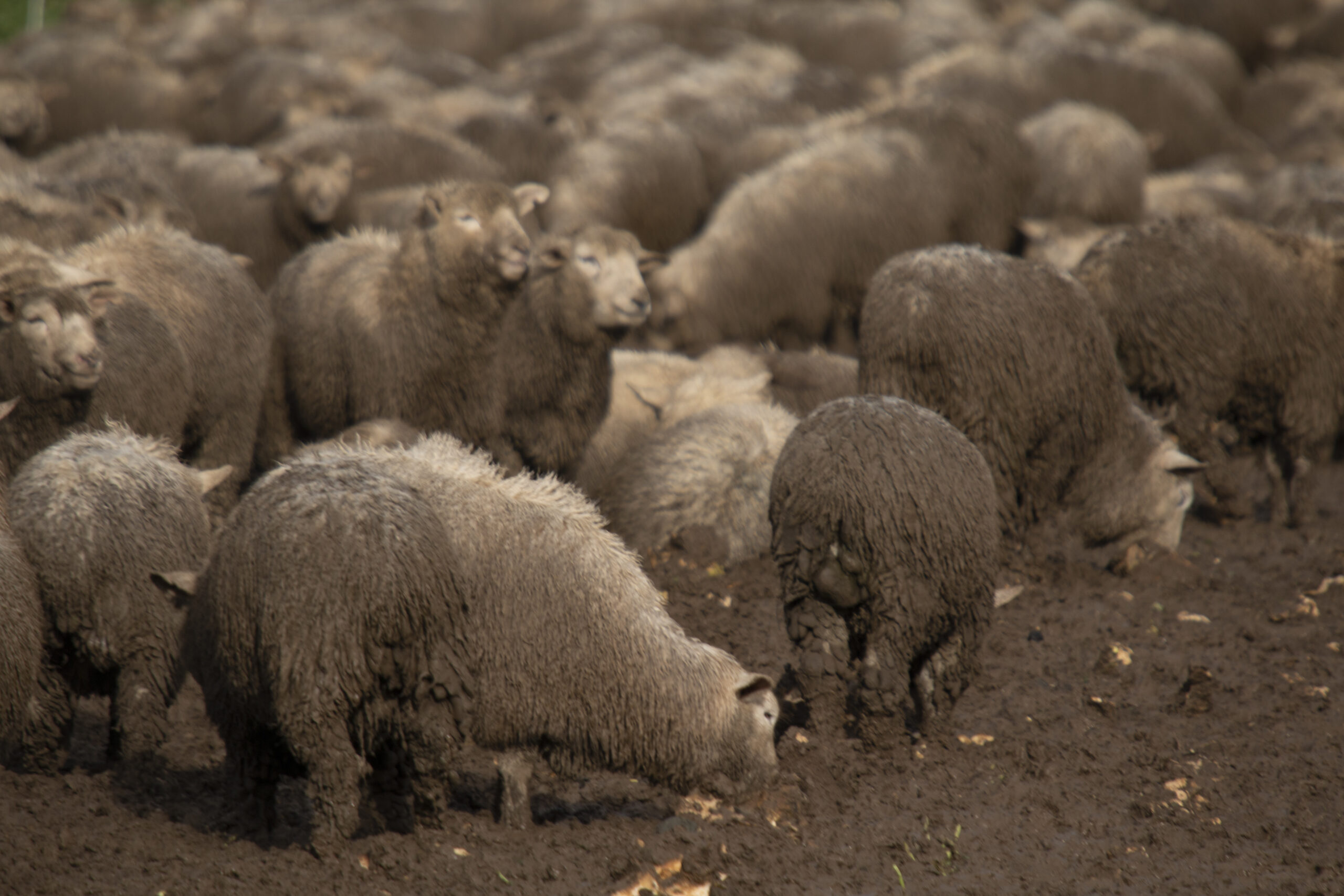 Sheep caked in mud - intensive winter grazing