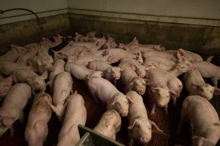 Pigs crowded into concrete pen on New Zealand farm
