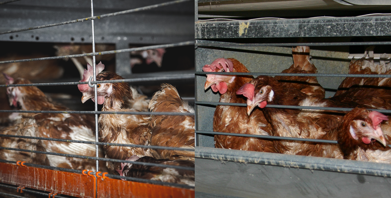 Image comparing colony cages with battery cages to illustrate the similarity