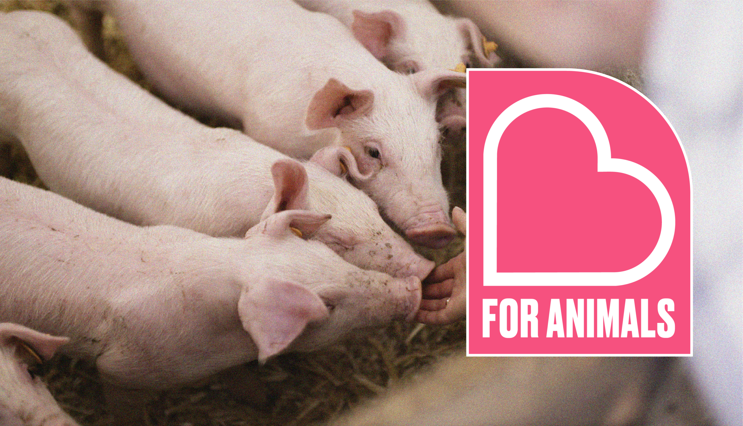 Heart for Animals logo - SAFE's Monthly donor programme with an image of piglets in the background