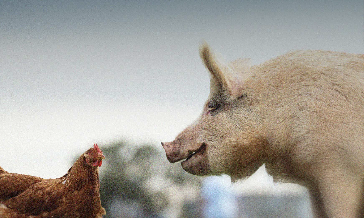 A hen and a pig interact against blue sky.