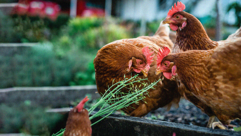 Hens are fed plants in backyard