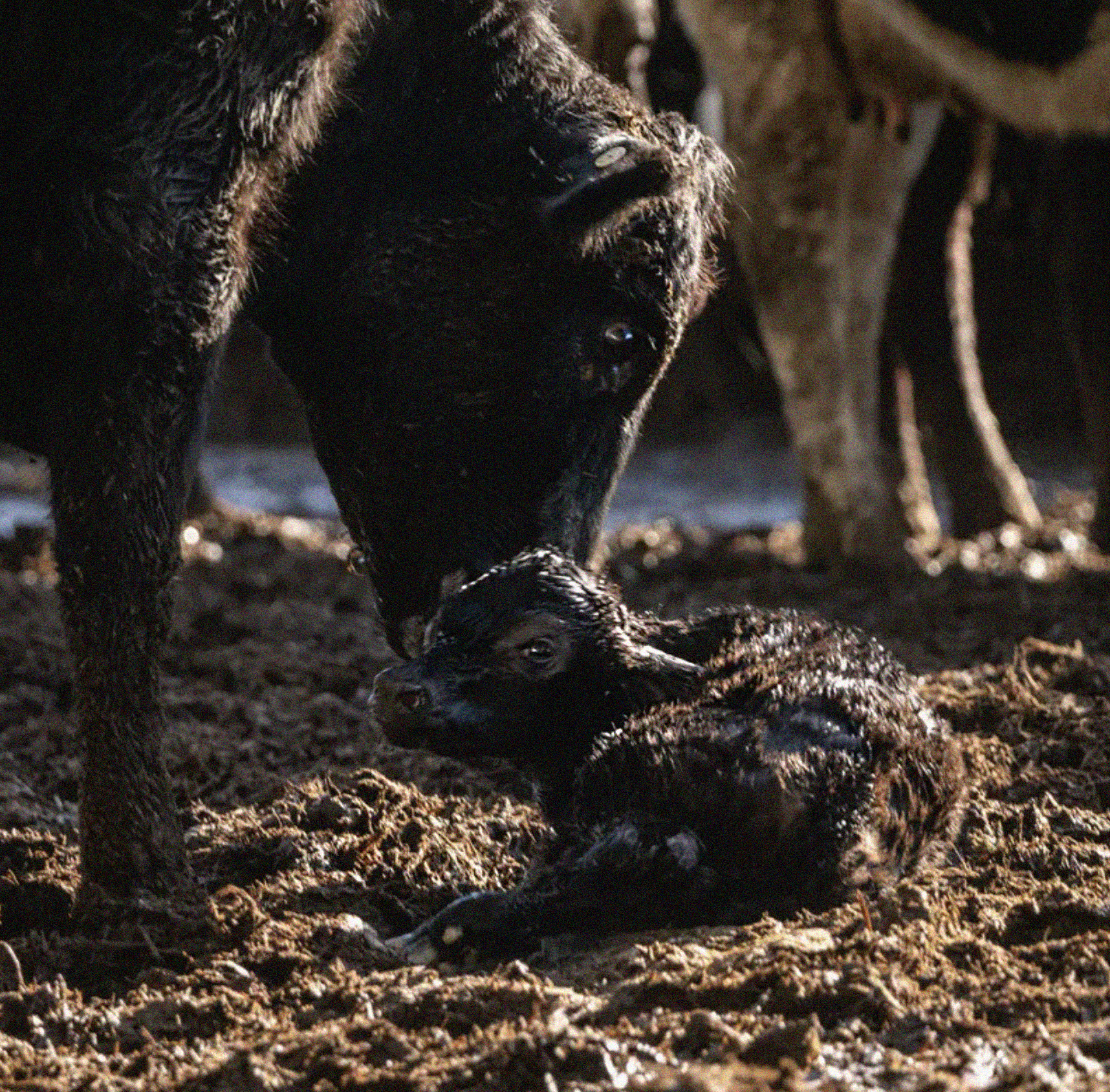 Mother cow and calf -intensive winter grazing.