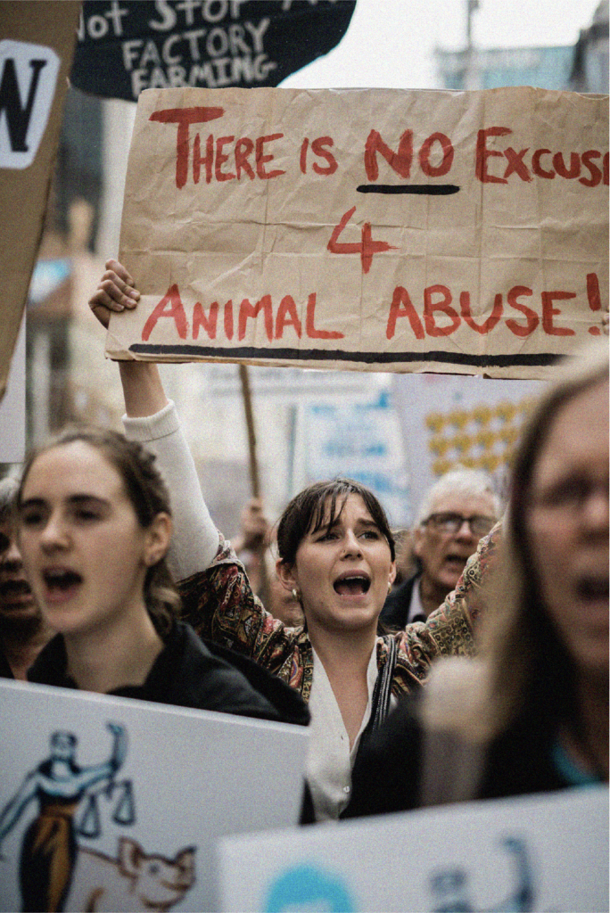 Animal rights march - "there's no excuse for animal abuse"