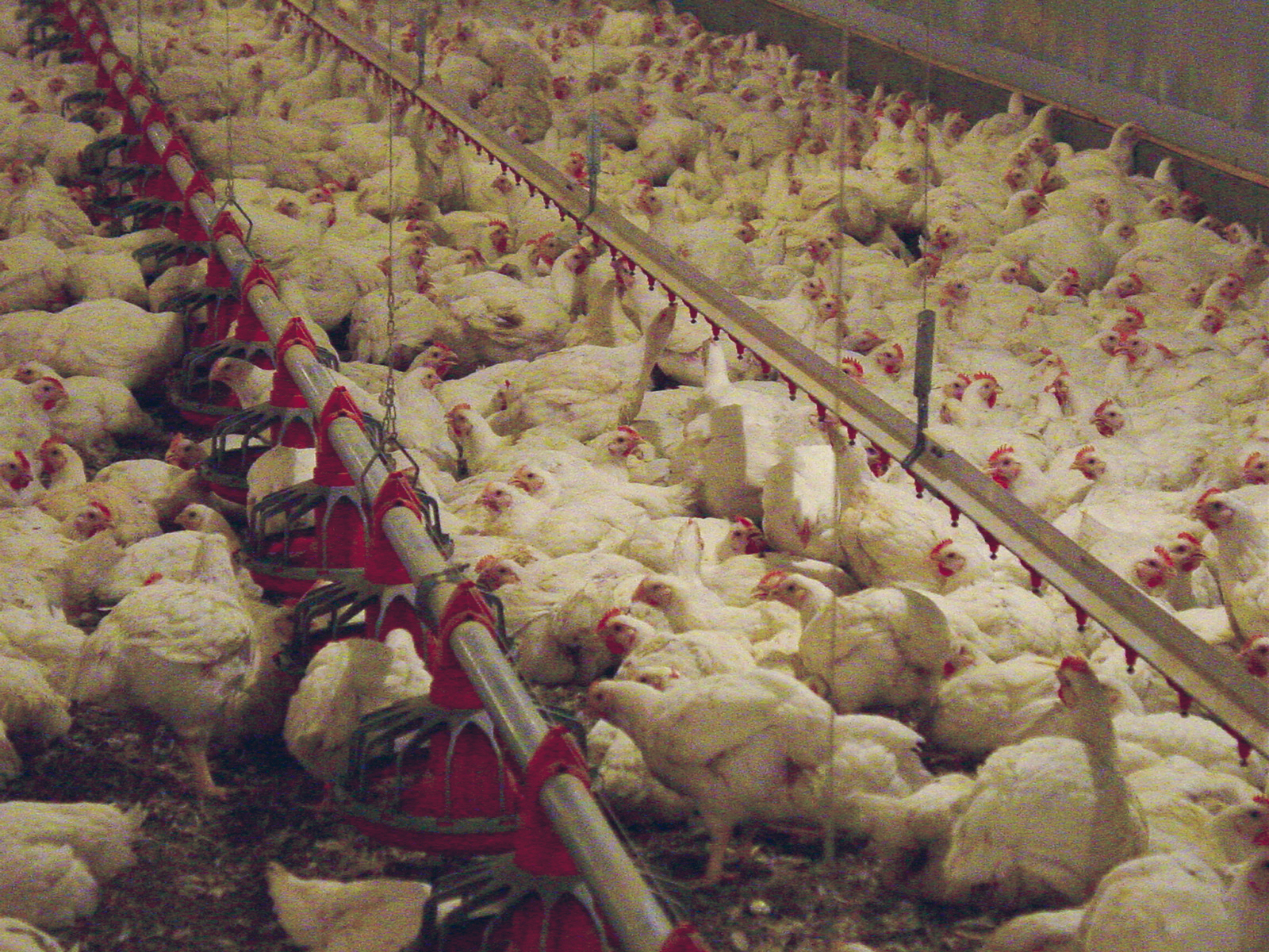 Chickens bred for meat suffer in factory farms across New Zealand