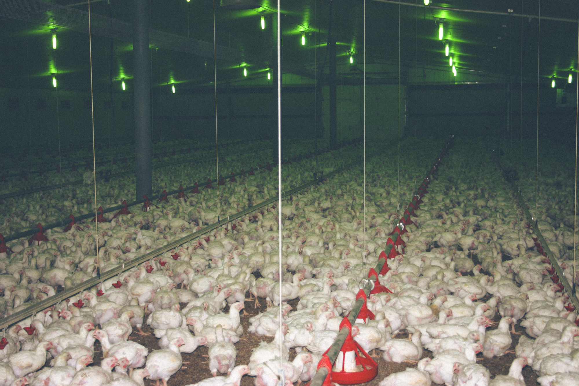 Chickens bred for meat suffer in factory farms across New Zealand