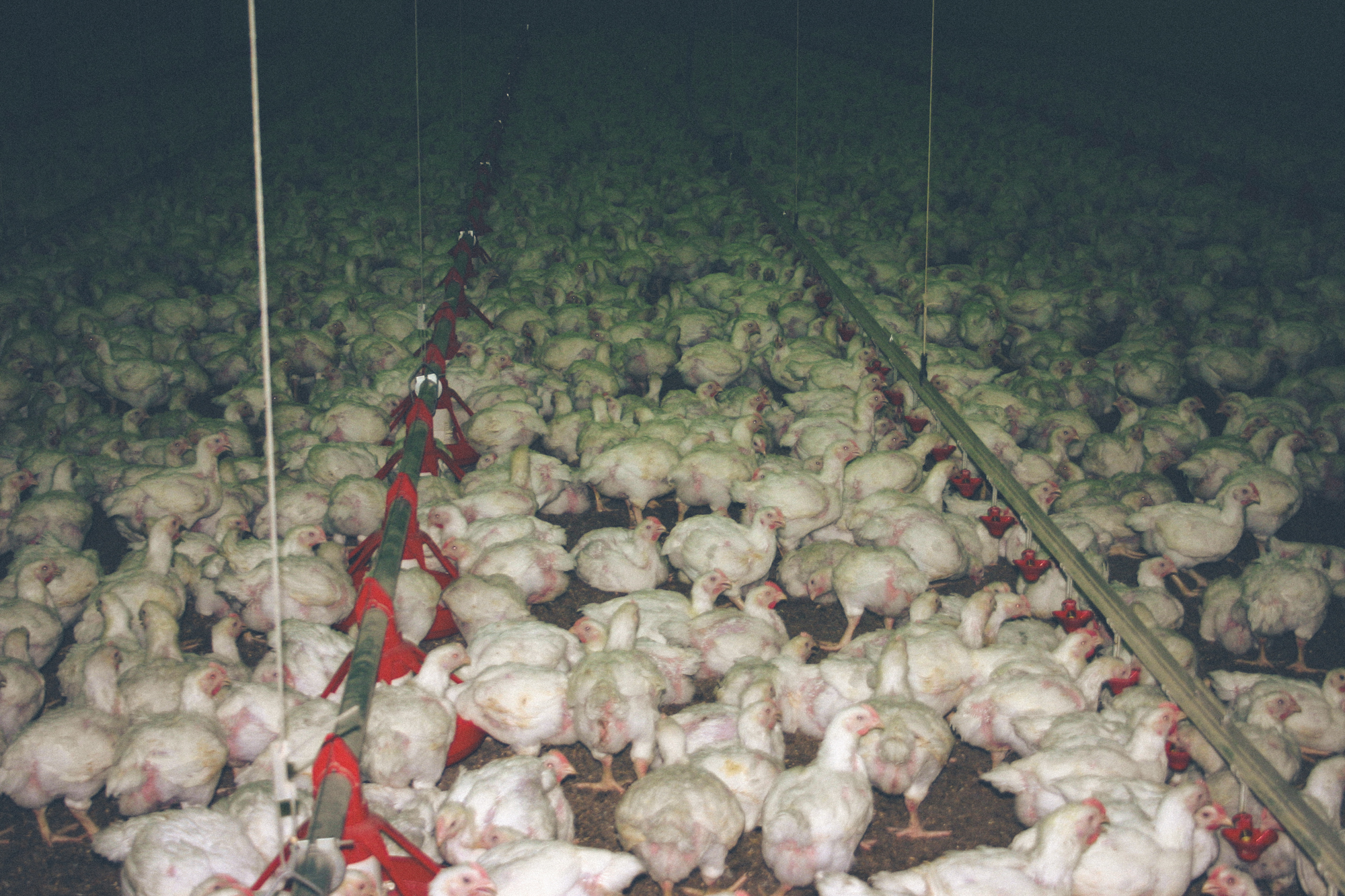 Chickens bred for meat suffer in factory farms across New Zealand
