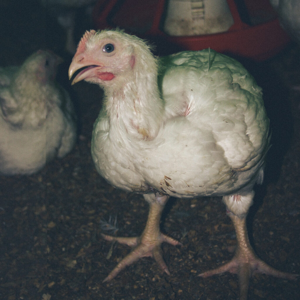 Chickens bred for meat suffer in factory farms across New Zealand