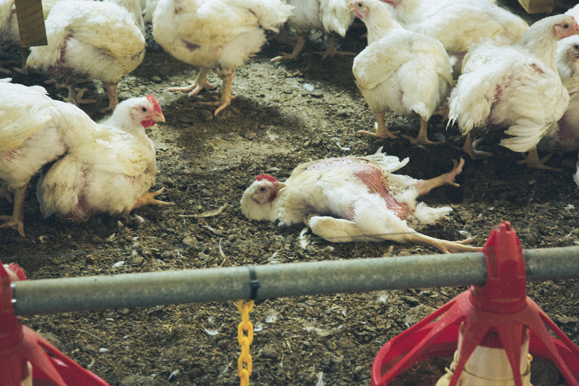Chickens bred for meat suffer in factory farms across New Zealand