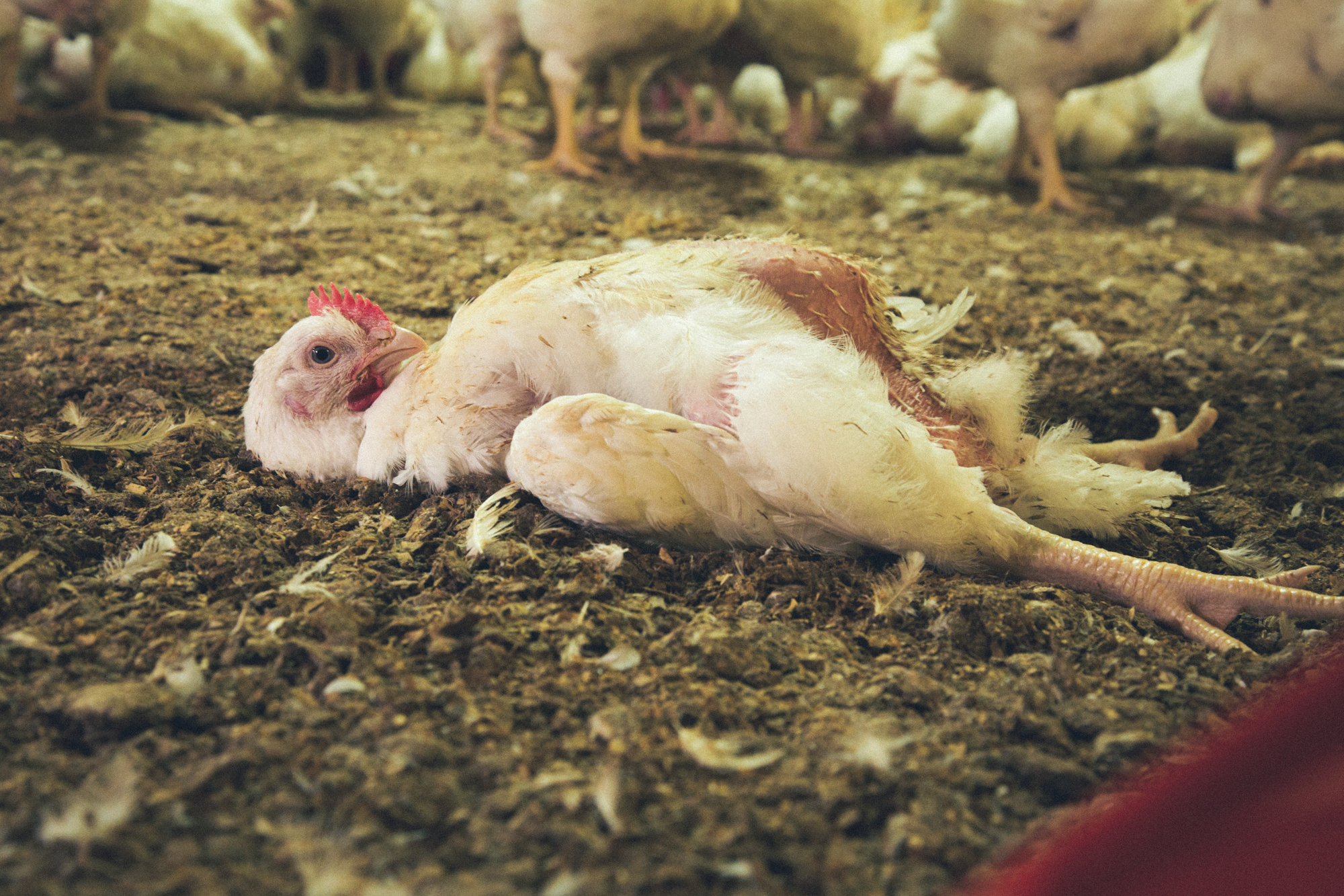 Chickens bred for meat suffer in factory farms across New Zealand