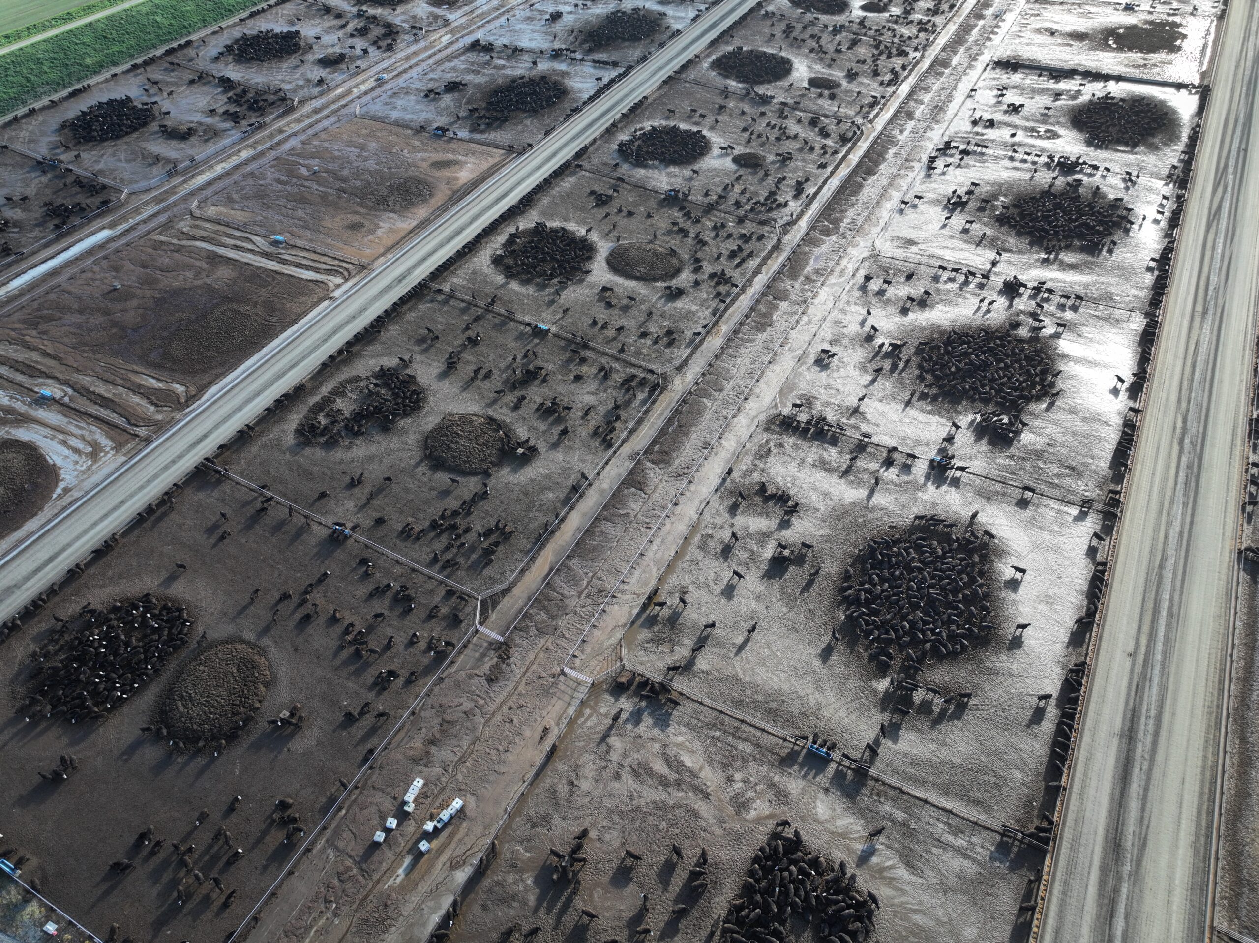 ANZCO Feedlot