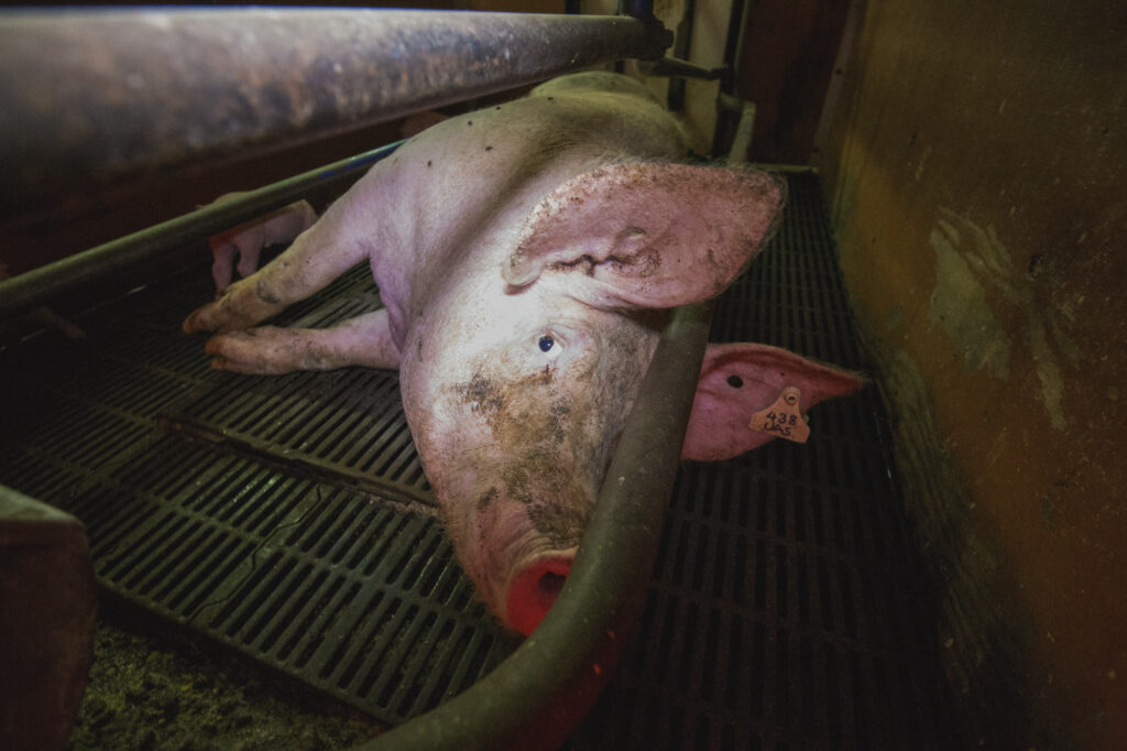 Mother pig in farrowing crate, New Zealand