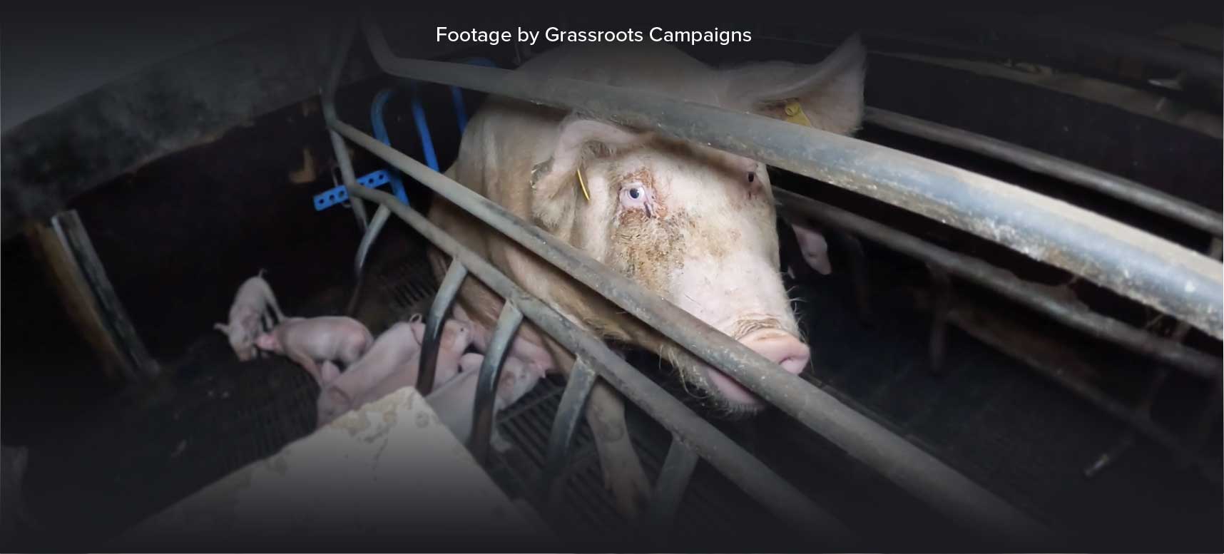 Pig exposé - SAFE for Animals