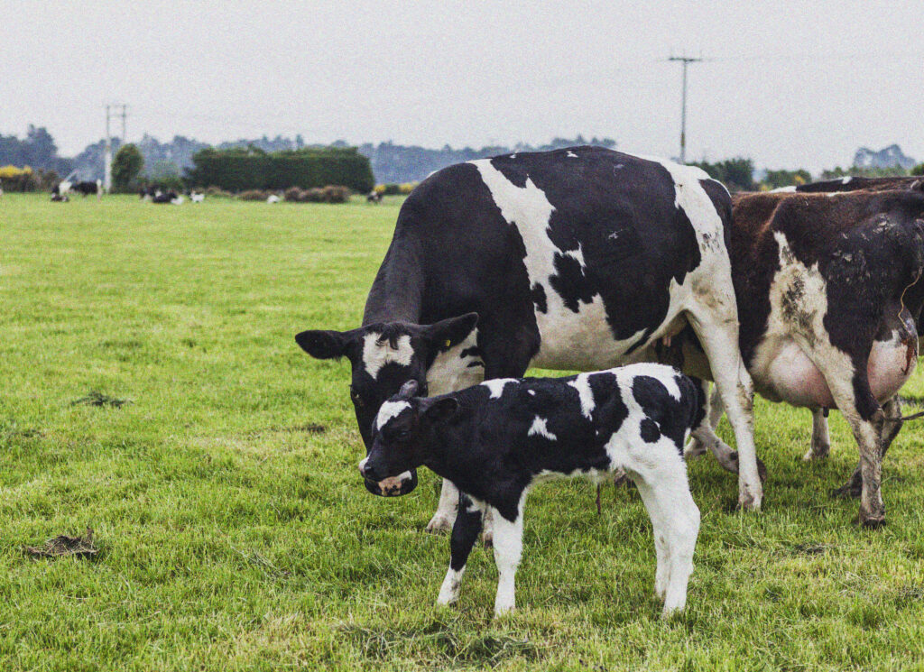 Mother cow and Calf