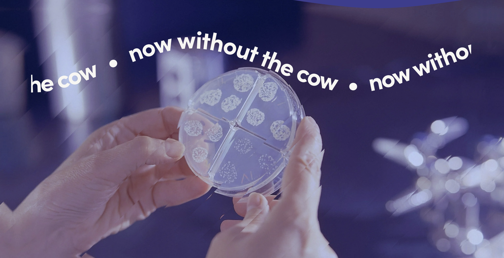 Daisy Labs - developing precision fermentation food technology in New Zealand.