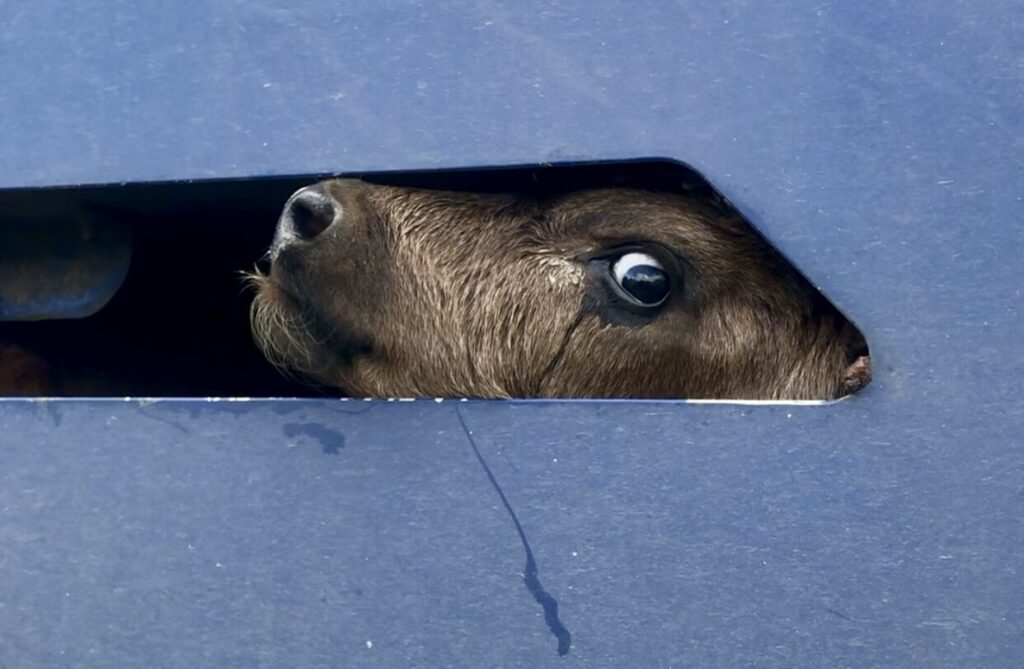 NZ Dairy Calf - Taranaki Animal Save