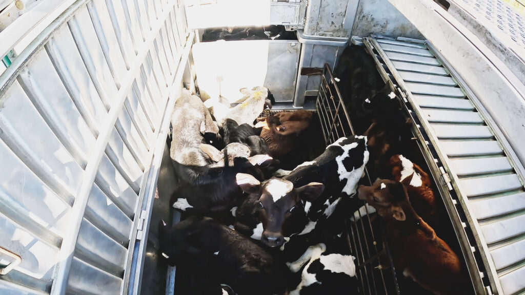 Taranaki animal save -bobby calves in truck