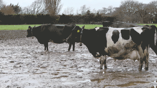 Cows and calves in mud on Lincoln's Dairy Farm