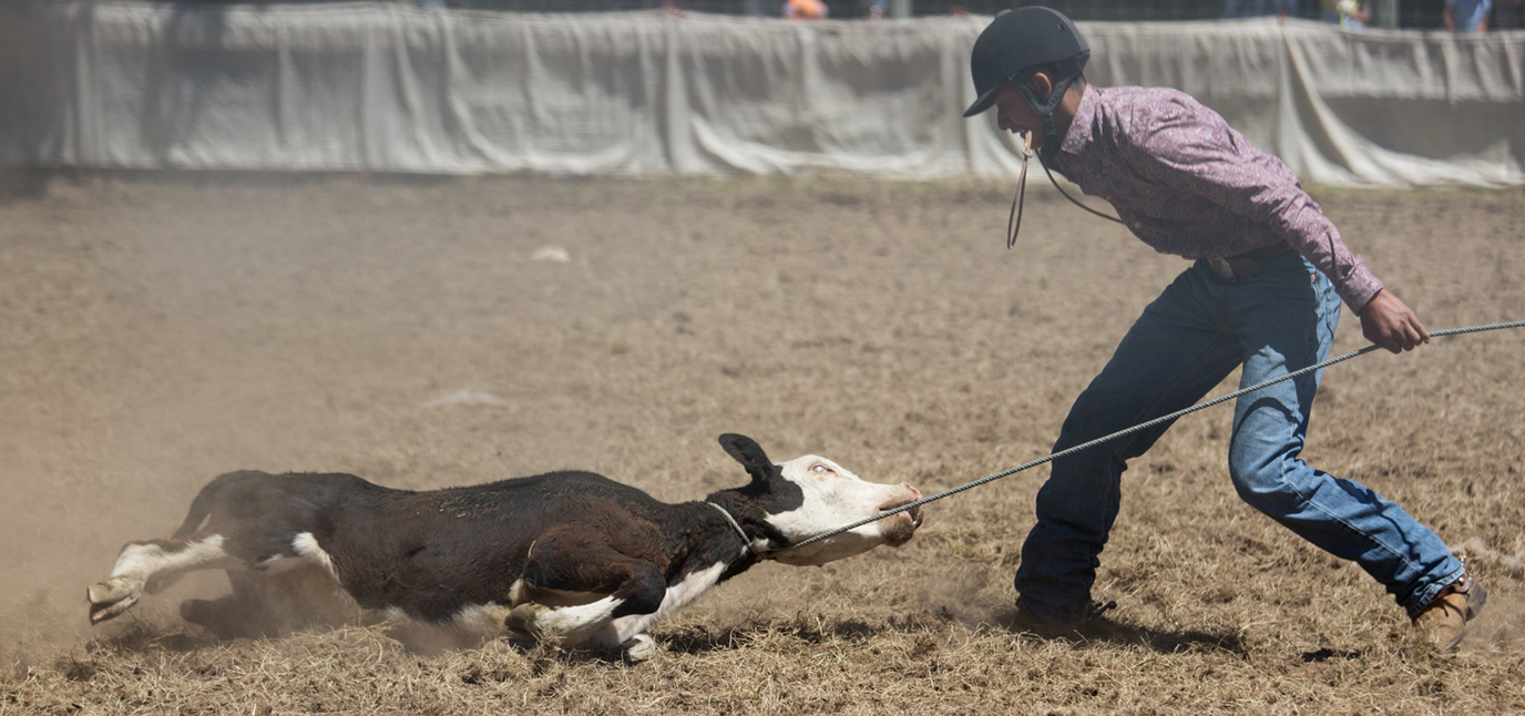 New Zealand Rodeo, Calf Roping